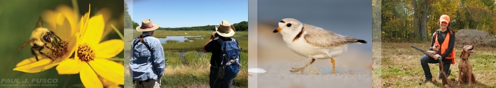 A collage showing a bee on a flower, birdwatchers, piping plover, and a hunter with a dog.